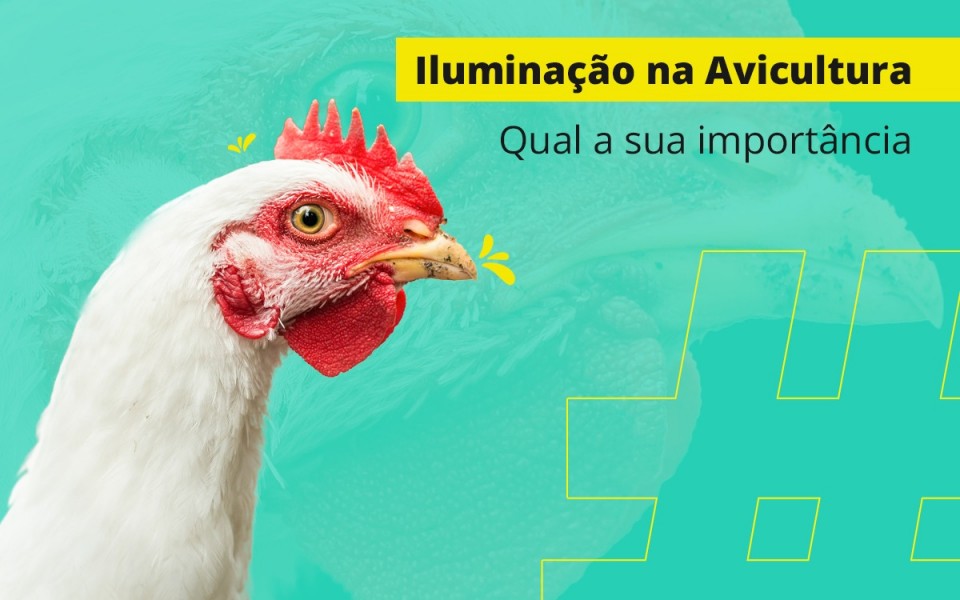 Ler mais sobre o post A iluminação na  aviacultura -  informe-se com a Multiled